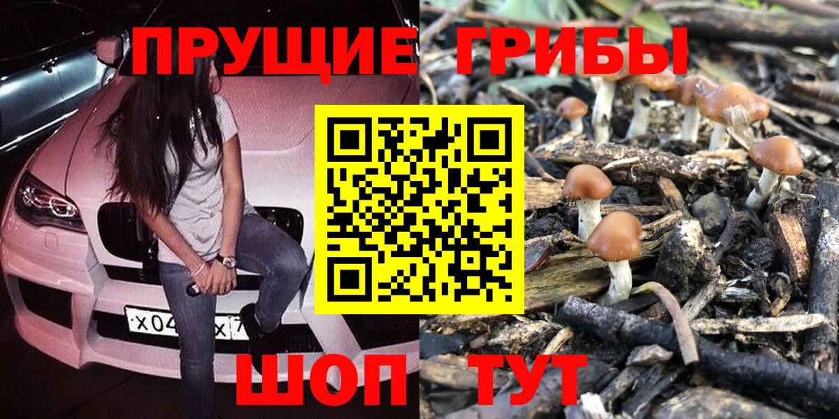 Псилоцибиновые грибы Psilocybe Лесосибирск